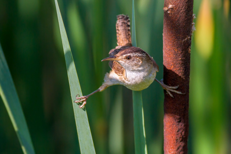 Marsh Wren © Davey Walters