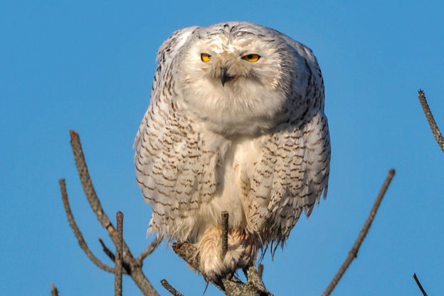 Snowy Owl © Diane Robertson