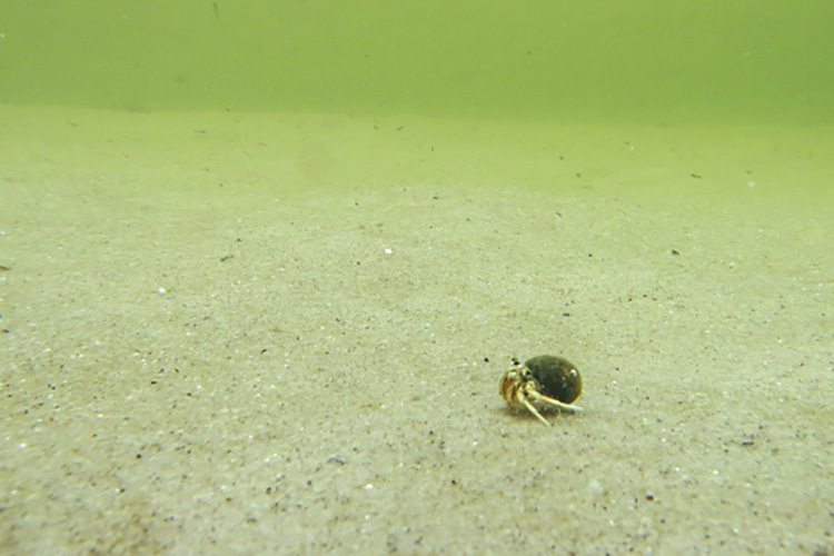 Hermit Crab © Emily Zollo