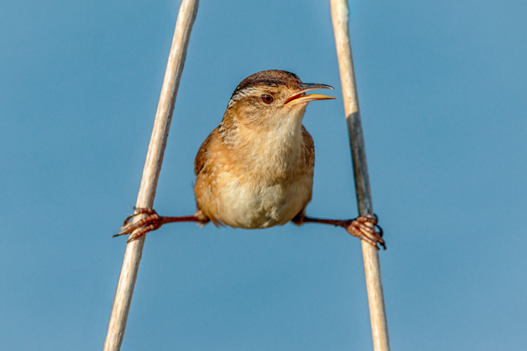 Marsh Wren © Matt Filosa