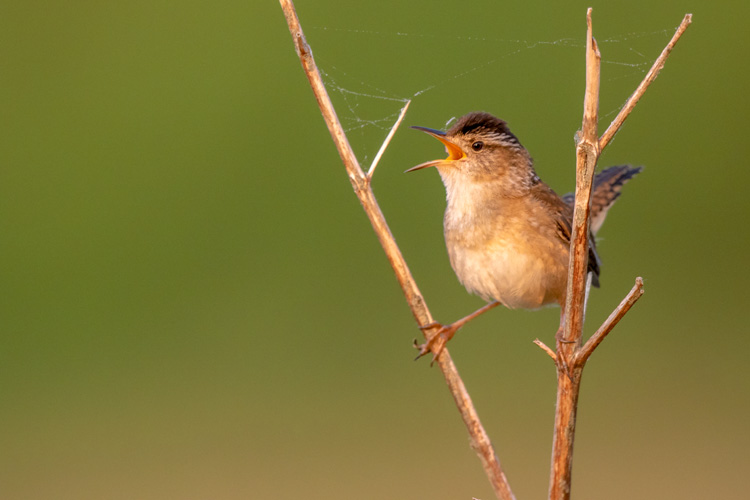 Marsh Wren © Matt Filosa