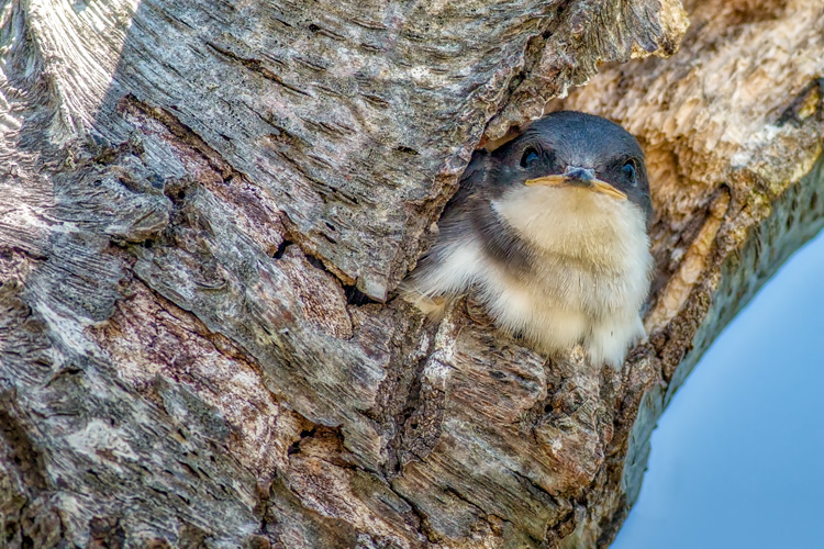 Tree Swallow © Barbara Batchelder