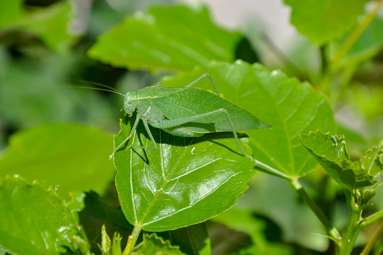 Katydid © April Churchill