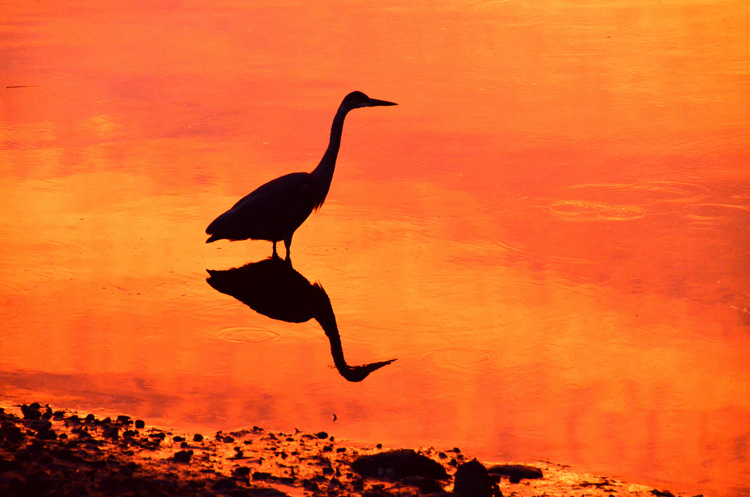 Great Blue Heron © Don Miffitt