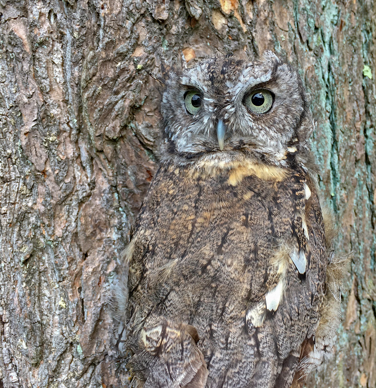 Eastern Screech-Owl © Brad Dinerman