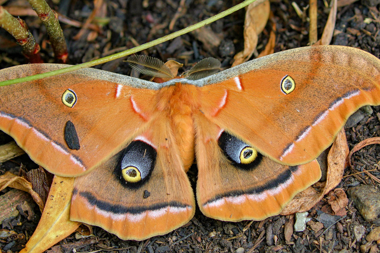 Polyphemus Moth © Martha Pfeiffer