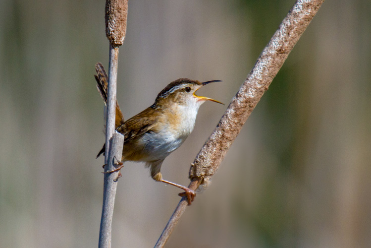 Marsh Wren © Mark Rosenstein