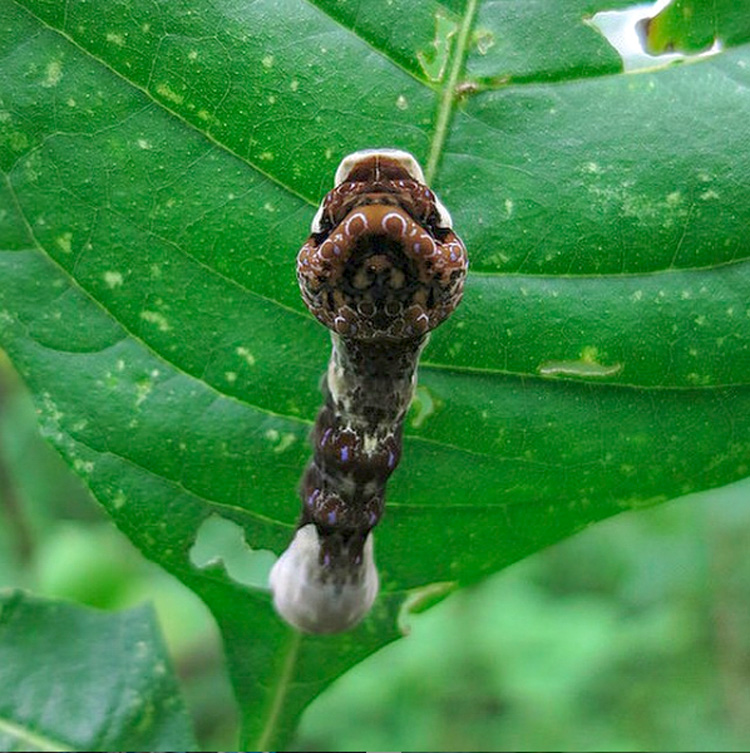 Giant Swallowtail "Bird Poop" Caterpillar © Mass Audubon