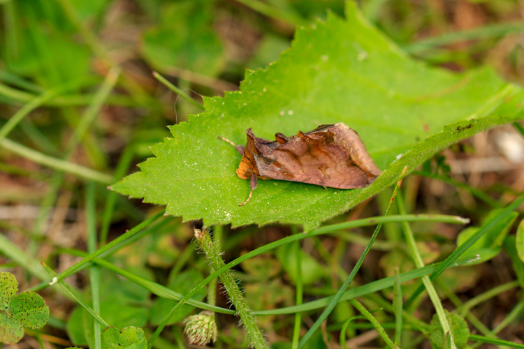 Unspotted Looper Moth © Kristin Foresto