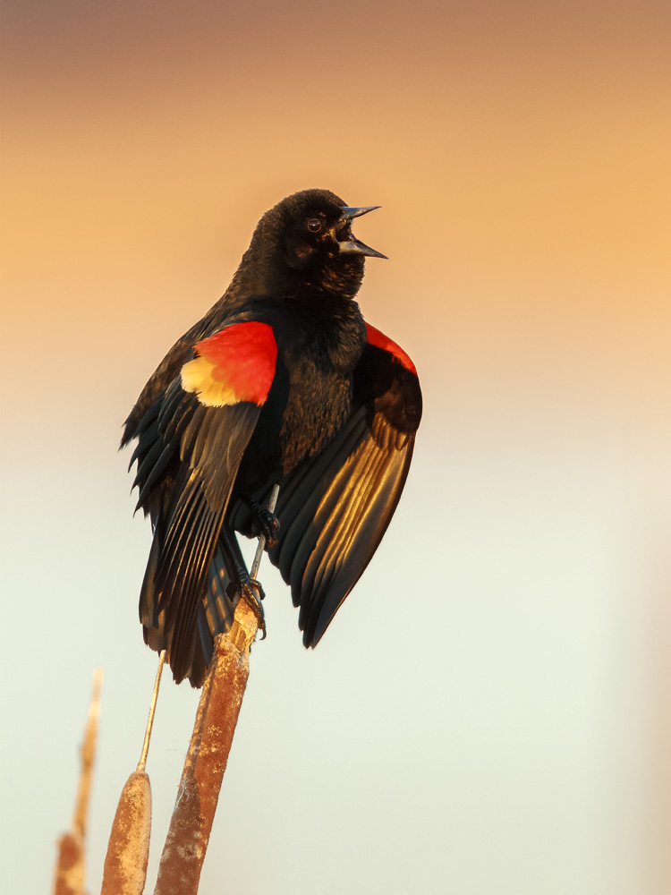 Red-winged Blackbird © David Peller