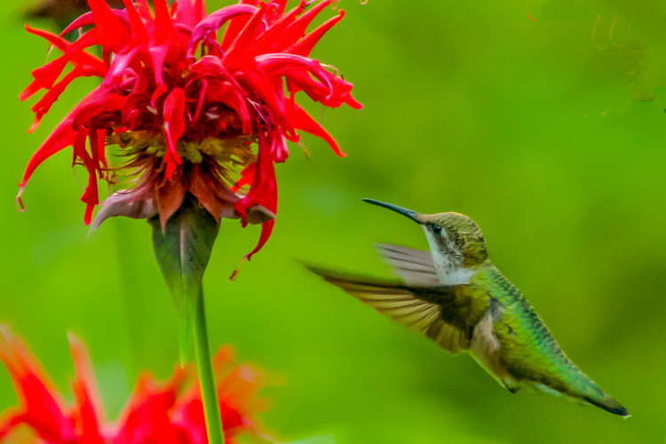 Ruby-throated Hummingbird (female) © David Pallin