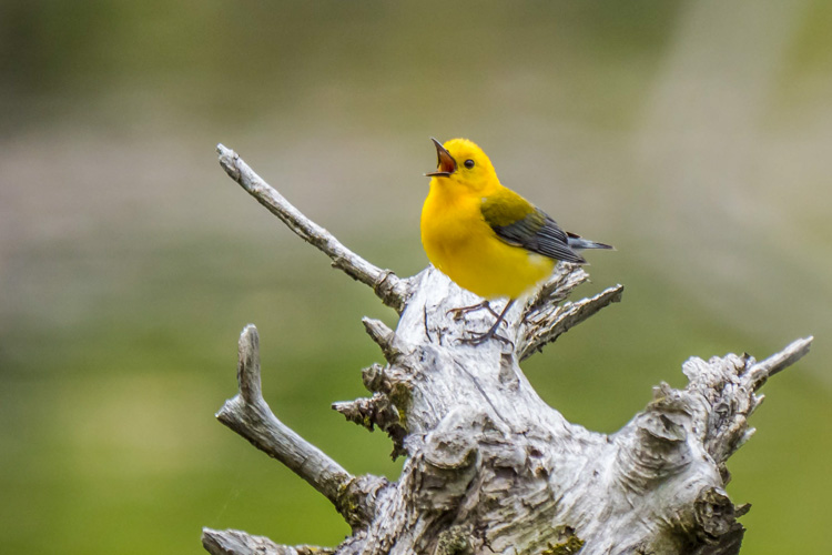 Prothonotary Warbler © Terri Nickerson