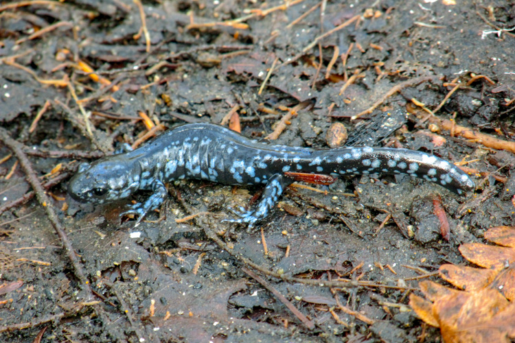 Blue-spotted Salamander © Brendan Cramphorn