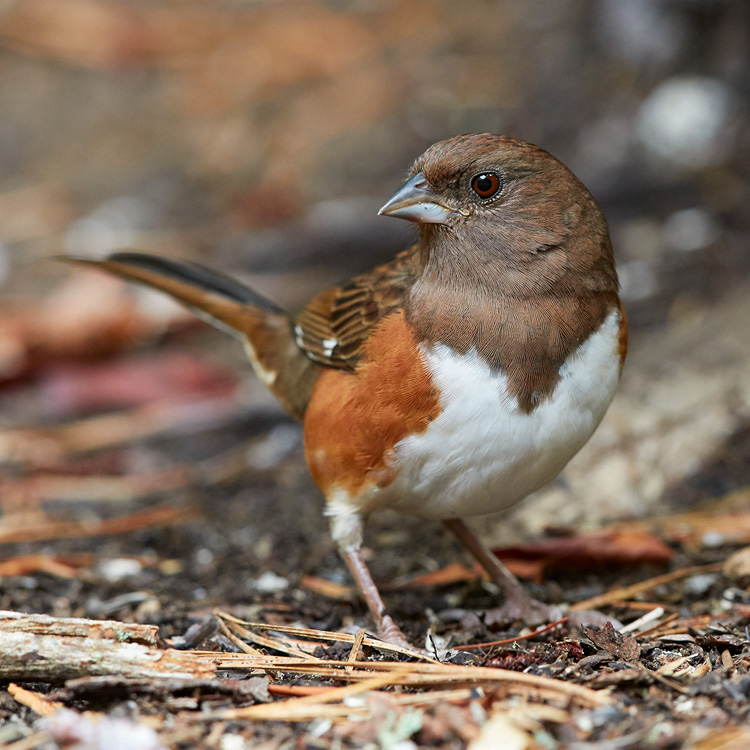 Eastern Towhee © Susan Wellington