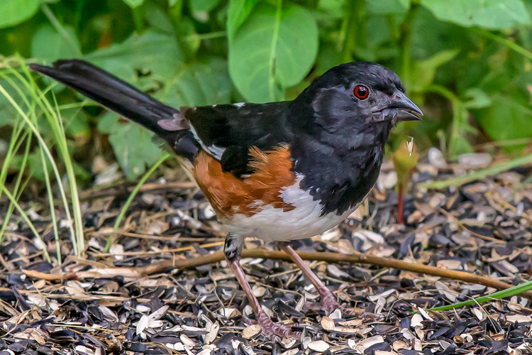 Eastern Towhee © Mike Duffy