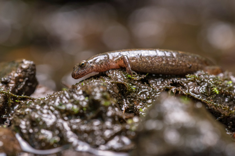 Northern Dusky Salamander © Patrick Randall