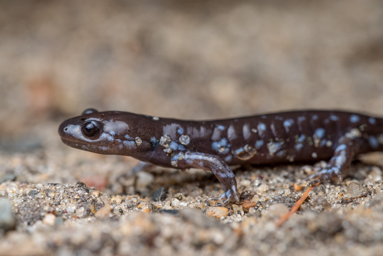 Blue-spotted Salamander © Patrick Randall