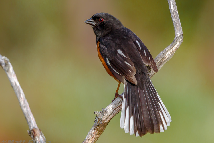 Eastern Towhee © Matt Filosa