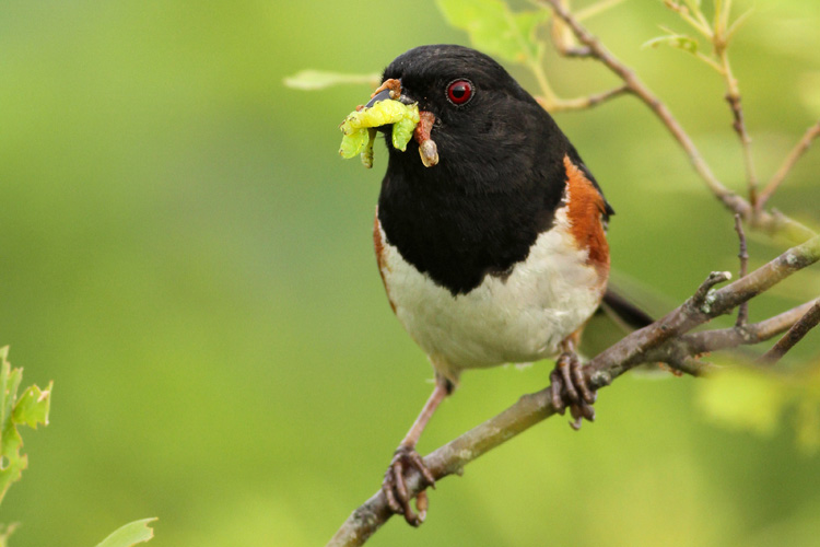 Eastern Towhee © Evan Lipton