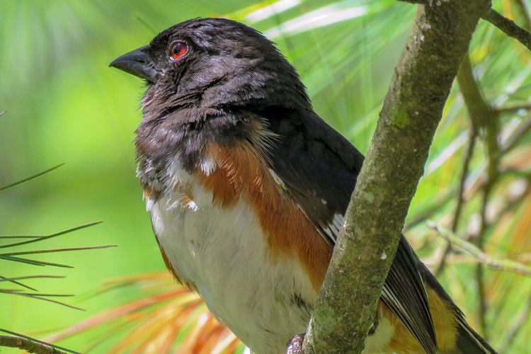 Eastern Towhee © Amy Martin