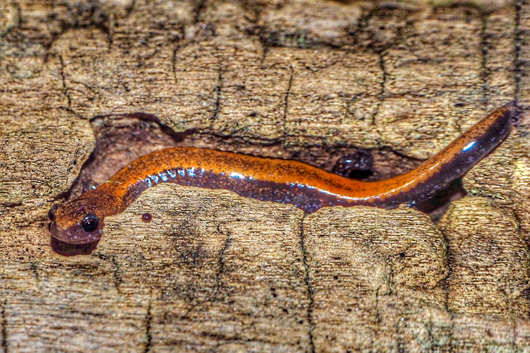 Eastern Red-backed Salamander © Chris Liazos