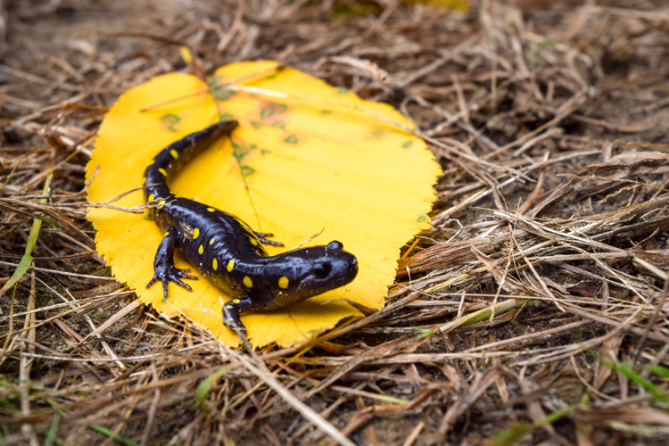 Spotted Salamander © Ryan Dorsey/Mass Audubon