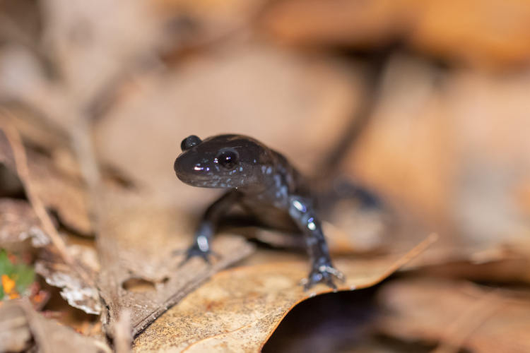 Blue-spotted Salamander