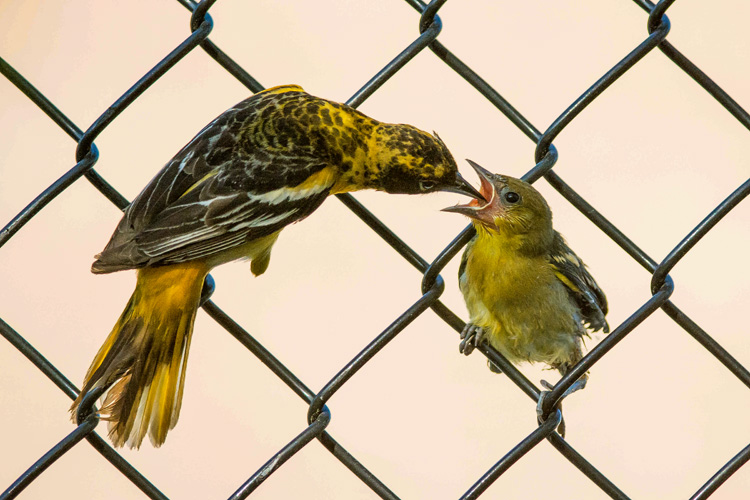 Baltimore Orioles © Susumu Kishihara