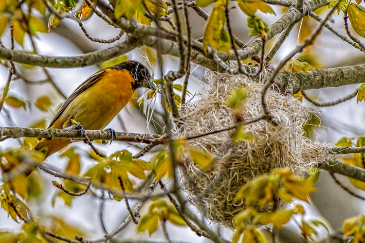 Baltimore Oriole © Myer Bornstein