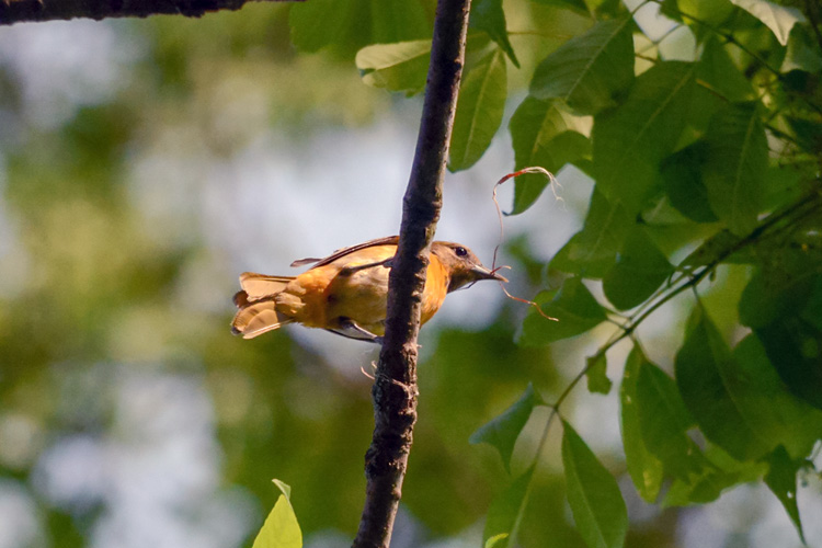 Baltimore Oriole (female) © Marcy Setter