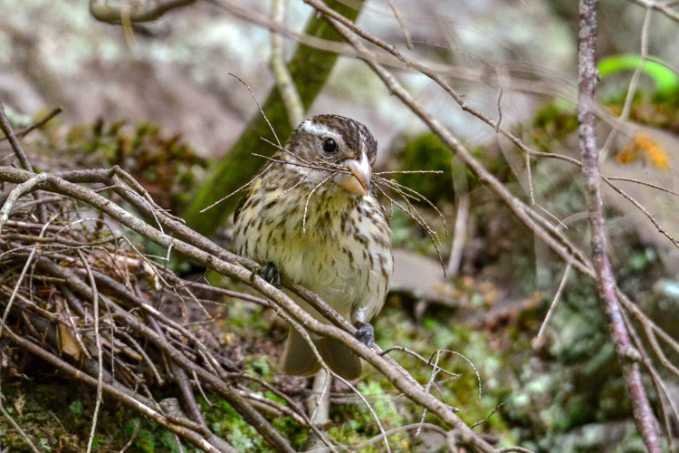 Rose-breasted Grosbeak © Derek Allad