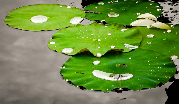 Water puddled on a lily pad © Ashok Boghani