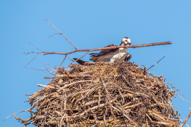 Osprey © Terri Nickerson