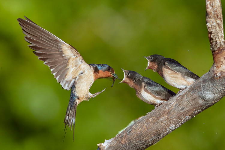 Barn Swallows © Kim Caruso