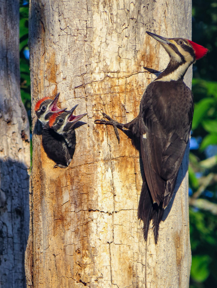 Pileated Woodpeckers ©Daniel Tracey