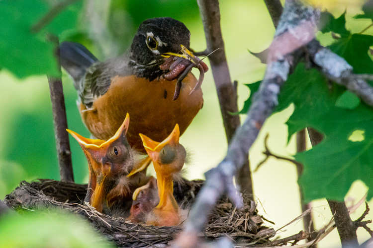 American Robins © Grace Chu