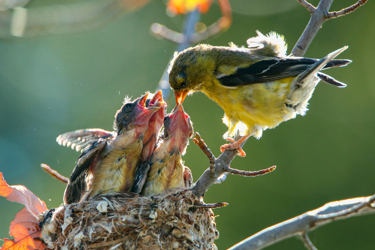American Goldfinches © Roberto De Souza