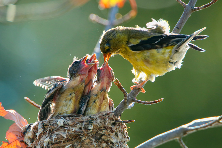 baby eastern goldfinch