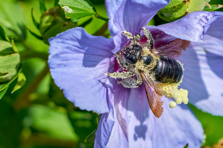 Giant Resin Bee (exotic species) © Sean Horton