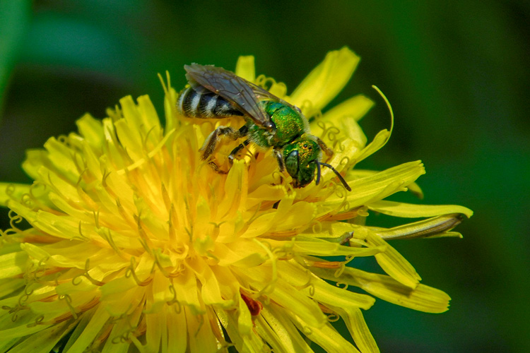 Green Sweat Bee (Agapostemon virescens) © Emily Gauvin