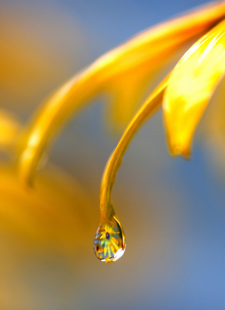 Water droplet hanging from the end of a yellow flower petal © Don Bullens