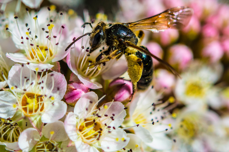 Mining Bee (Genus Andrena) © Daniel McNamara