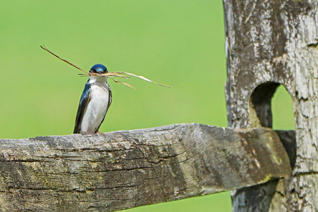 Tree Swallow © Steve Nikola