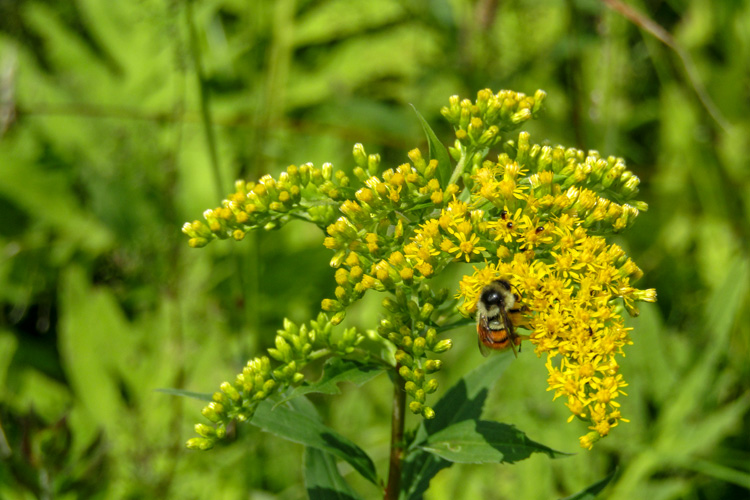 Tri-colored Bumblebee (Bombus ternarius) © Ellen Pierce