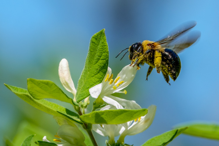 Carpenter Bee © Meyer Franklin