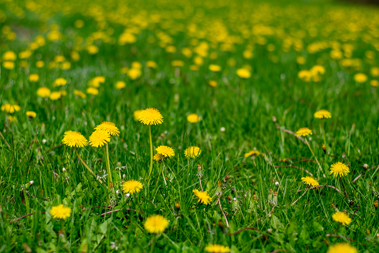 Dandelions © Mass Audubon