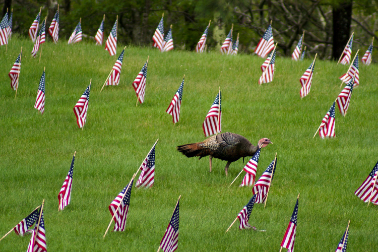 A wild turkey walks through a field of grass filled with small American flags