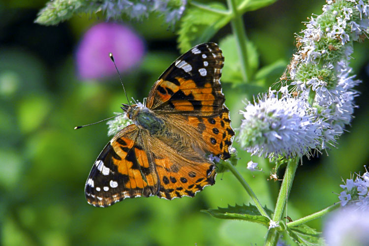 Painted Lady Butterfly © Sophia Sobel