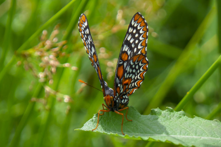 Baltimore Checkerspot Butterfly © Jessie Fries