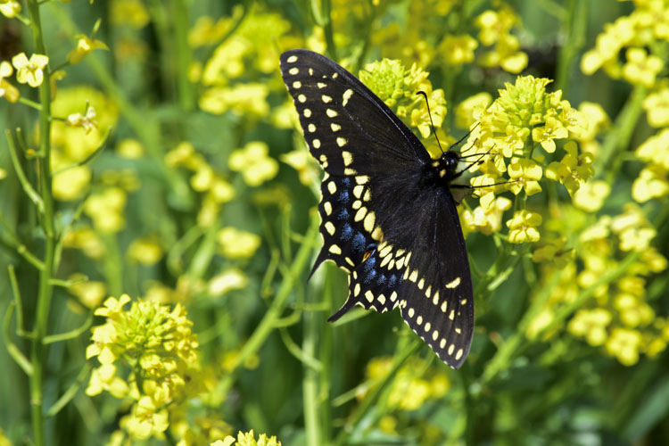 Black Swallowtail Butterfly © Mike Lowery